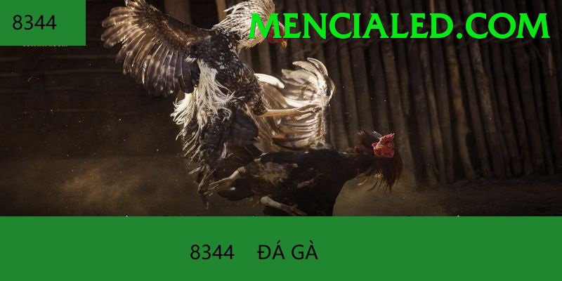 Đá Gà Trực Tiếp - 166bet